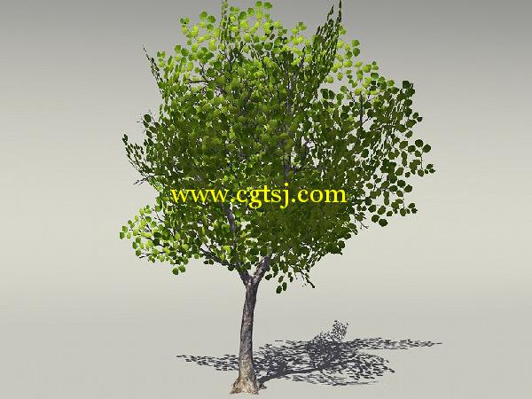 欧式树木植物3D模型合辑的图片29