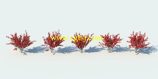 草丛灌木3D模型合辑的图片9