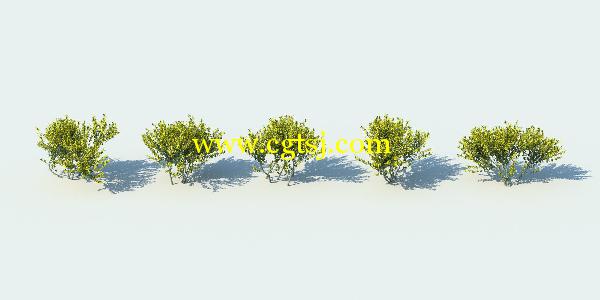 草丛灌木3D模型合辑的图片12