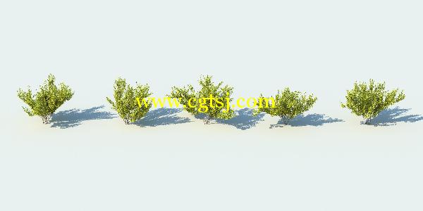 草丛灌木3D模型合辑的图片17