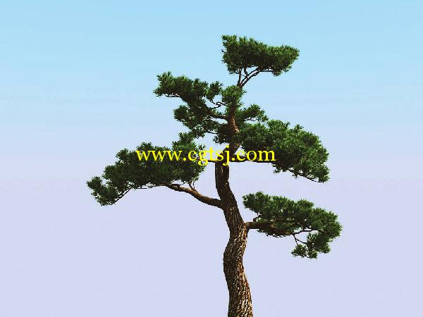 高精度树木植物3D模型合辑的图片16
