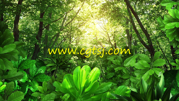 动态唯美绿色森林高端婚礼婚庆LED大屏幕背景视频素材的图片1