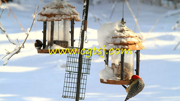 冬天鸟儿喂食器实拍视频素材 720P的图片1