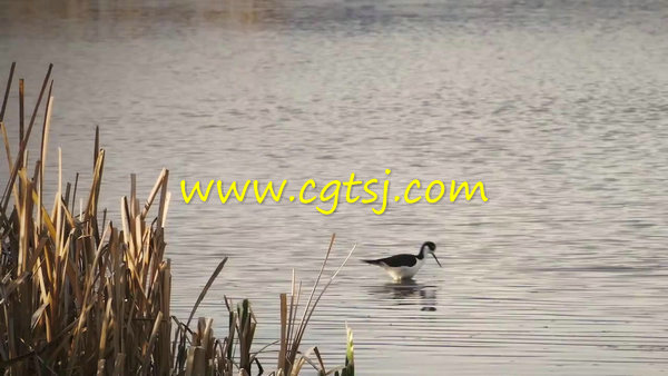 黑颈长脚鹬鸟湖中觅食实拍视频素材 720P的图片1