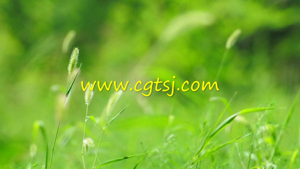 狗尾草高清实拍视频素材的图片1
