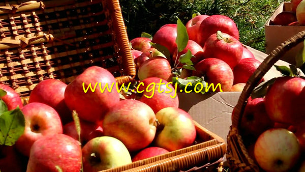 苹果园丰收硕果累累高清实拍素材的图片3