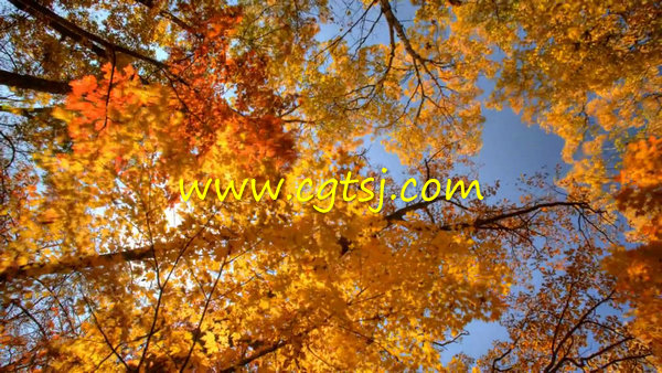 秋天枫叶森林高清实拍素材的图片1