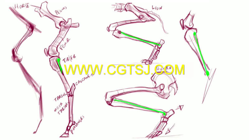 动物解剖学绘画训练大师班视频教程1-10季的图片1