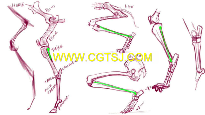 动物解剖学绘画训练大师班视频教程1-10季的图片2