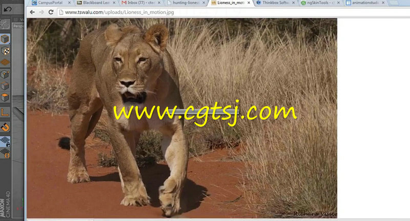 C4D狮子四足动物完整实例制作训练视频教程的图片1