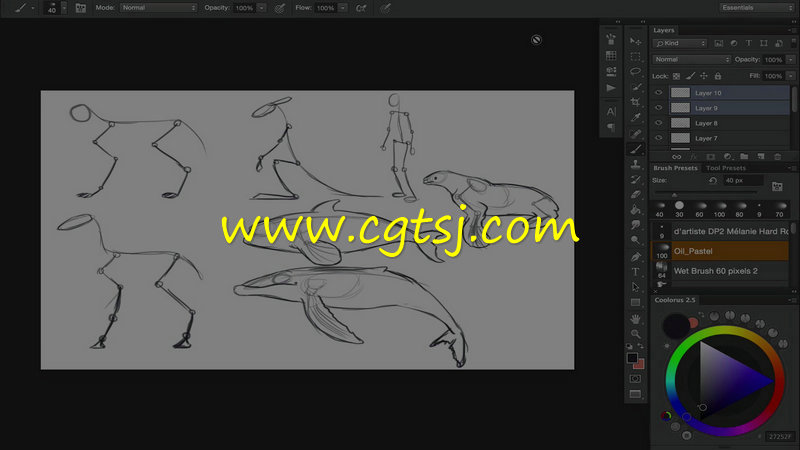 动物解剖数字绘画训练视频教程的图片2