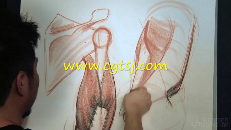 人物角色手臂结构完整剖析视频教程的图片3