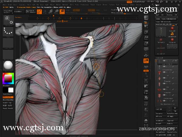 ZBrush人体解剖学大师班视频教程的图片2