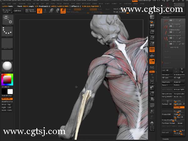 ZBrush人体解剖学大师班视频教程的图片6
