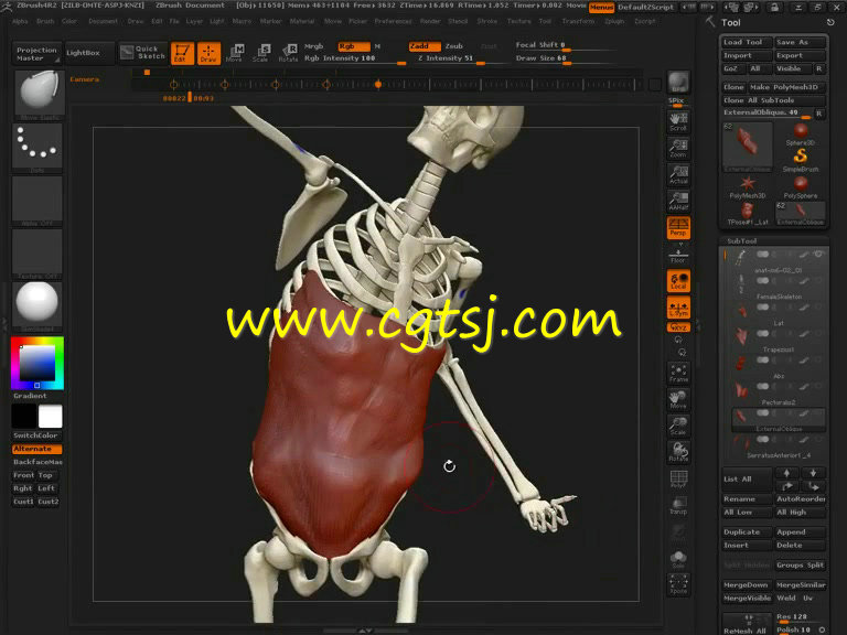 ZBrush人体骨骼结构肌肉细节姿势姿态深入剖析视频教程的图片4