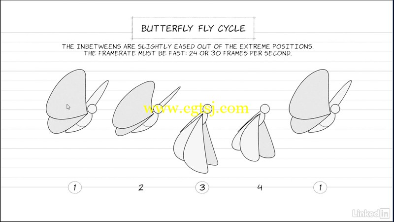 飞行动物动作动画解析视频教程的图片4