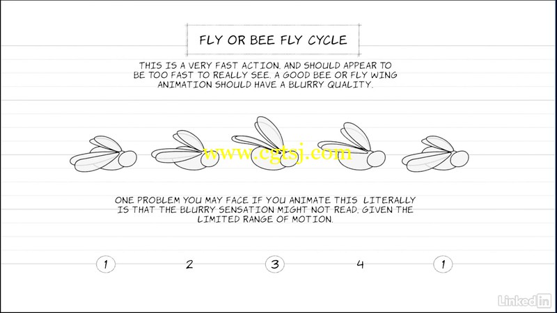 飞行动物动作动画解析视频教程的图片5