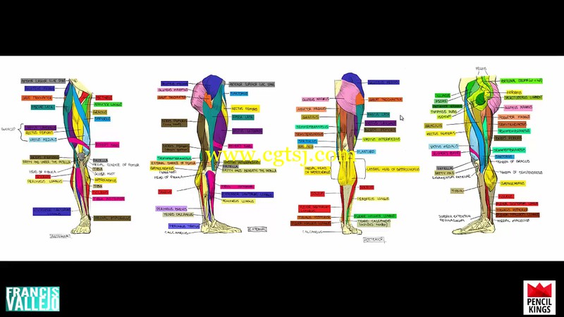人体胳膊腿肌肉群绘画剖析视频教程的图片3