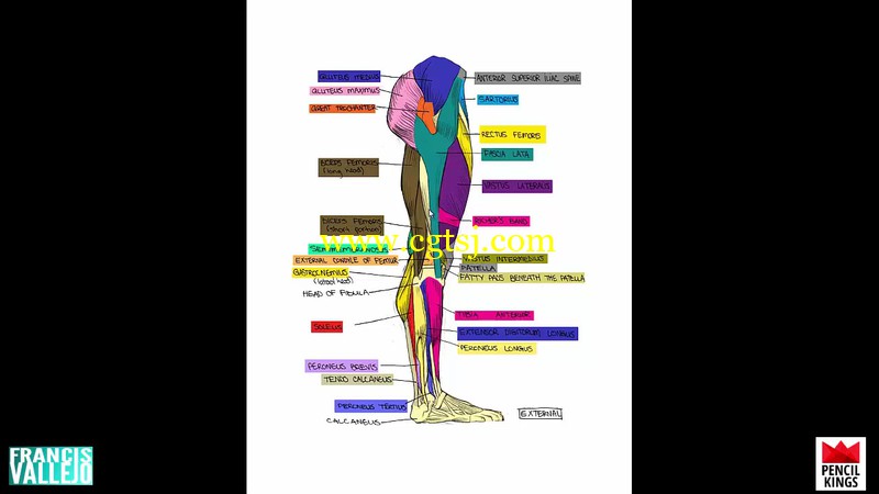 人体胳膊腿肌肉群绘画剖析视频教程的图片4