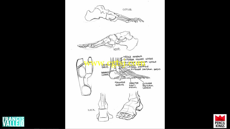 人体胳膊腿肌肉群绘画剖析视频教程的图片6