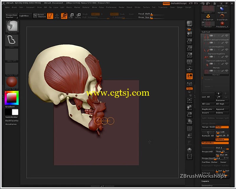 Zbrush人体面部解剖结构大师级训练视频教程的图片2