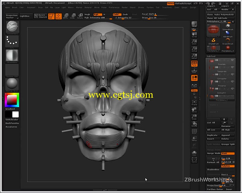 Zbrush人体面部解剖结构大师级训练视频教程的图片3