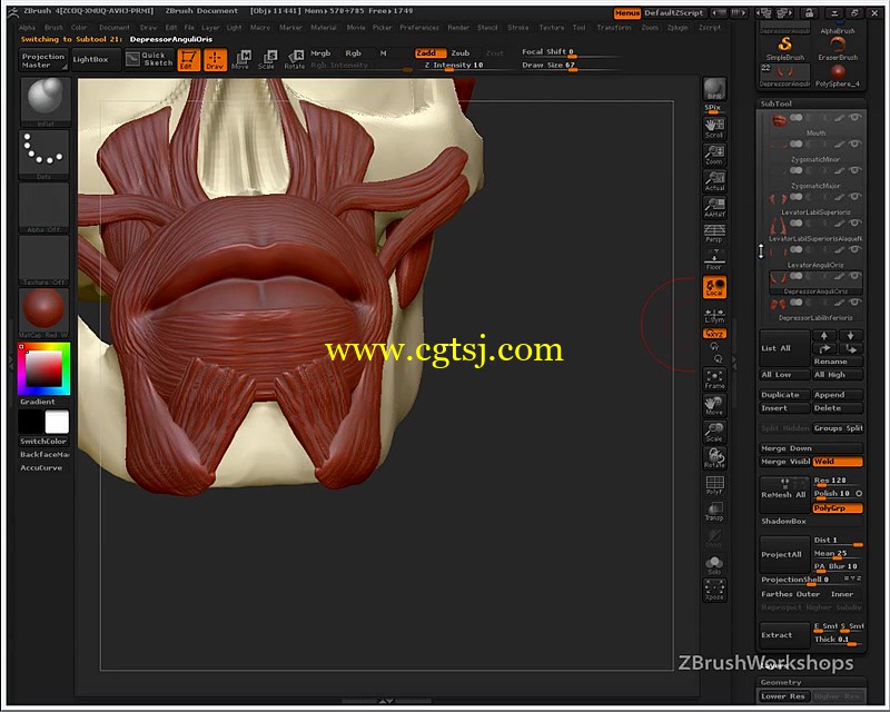 Zbrush人体面部解剖结构大师级训练视频教程的图片4