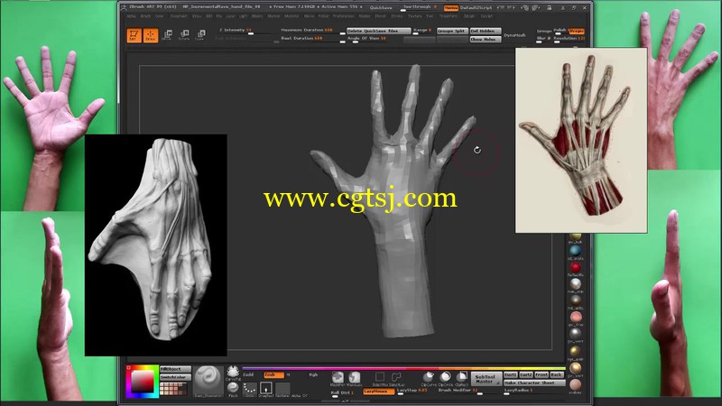 Zbrush手部模型雕刻剖析视频教程第一季的图片2