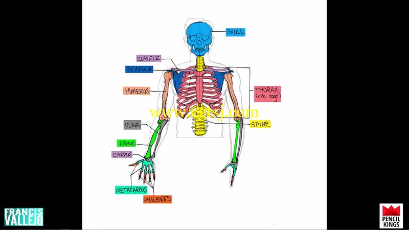 绘画插画人体解剖学大师级训练视频教程的图片4