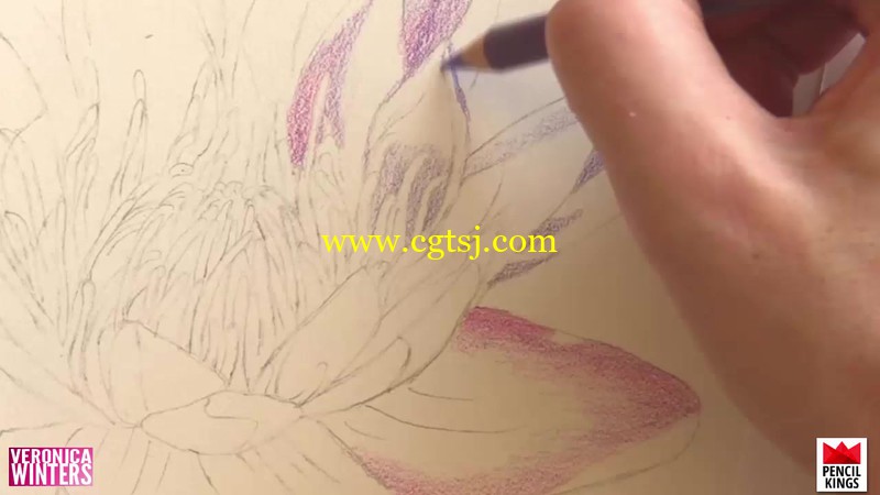 百合花彩色铅笔传统绘画实例训练视频教程的图片2